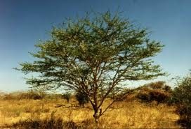 acacia-senegal-tree-used-to-make-gum-arabic Acacia Senegal tree used to make Gum Arabic