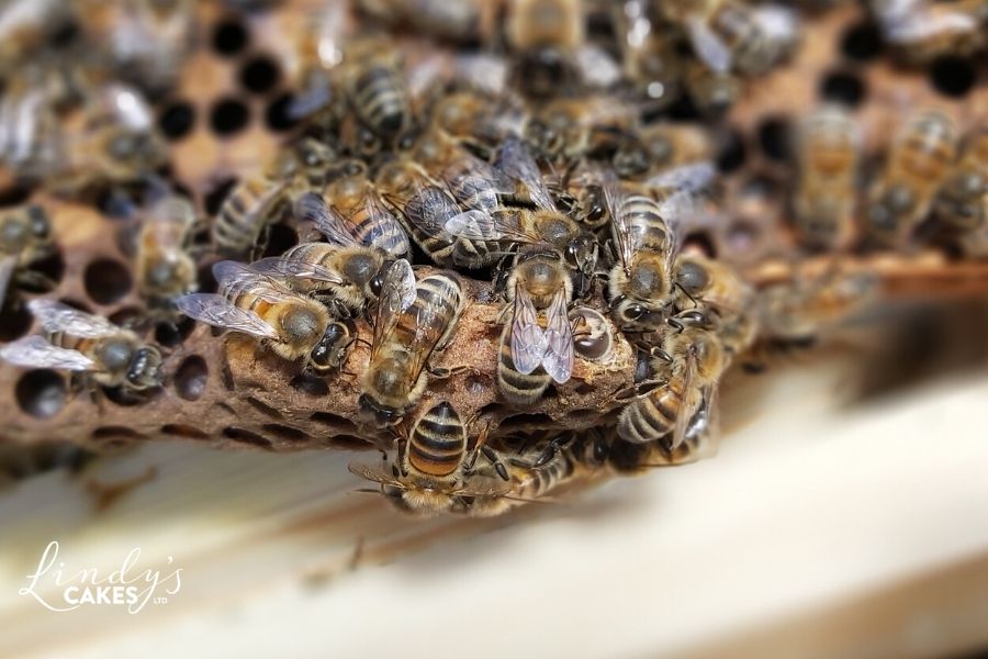 Fascinating facts about honeybees - Busy young workers