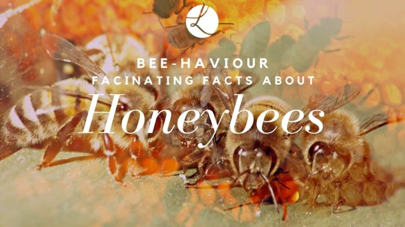 fascinating facts about honeybees