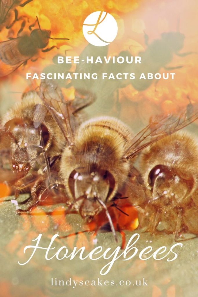 fascinating facts about honeybees - pinterest image