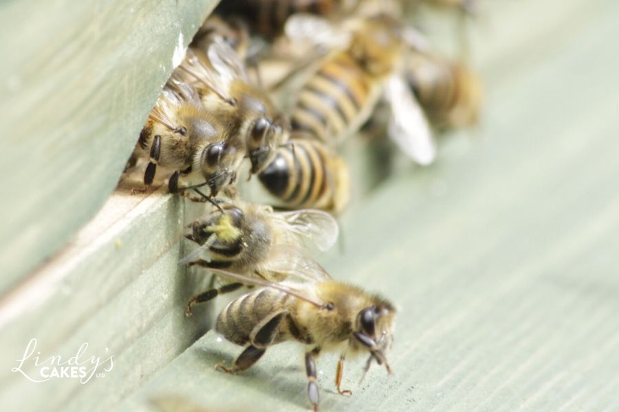 Fascinating facts about honeybees