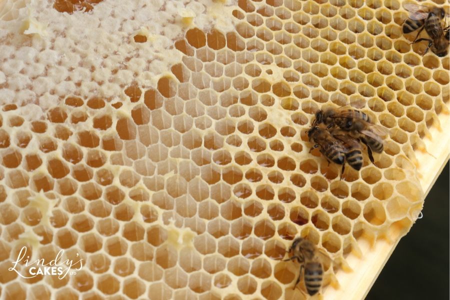 Fascinating facts about honeybees - Honeybees on honeycomb