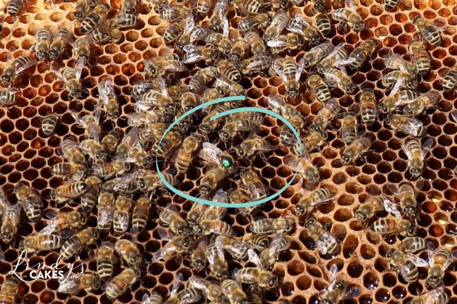 Queen bee with green dot for easy identification 