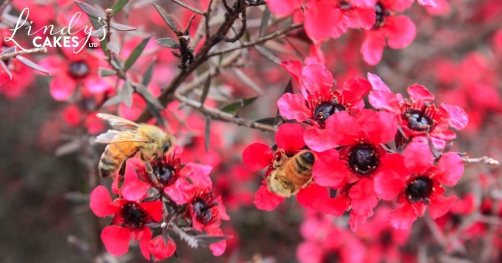 Honey bees on a manuka bush