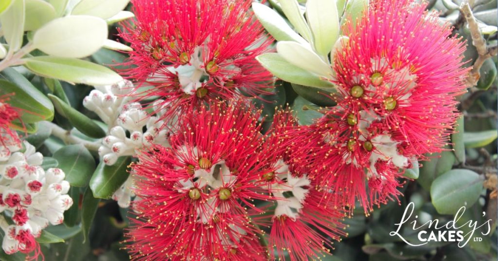 pohutukawa - the New Zealand Christmas tree
